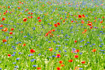 Fototapeta premium Kornfeld