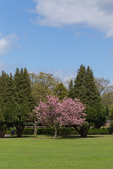 Naklejka premium Blossoming Accolade Cherry Tree.