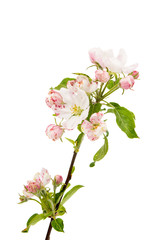 apple flowers