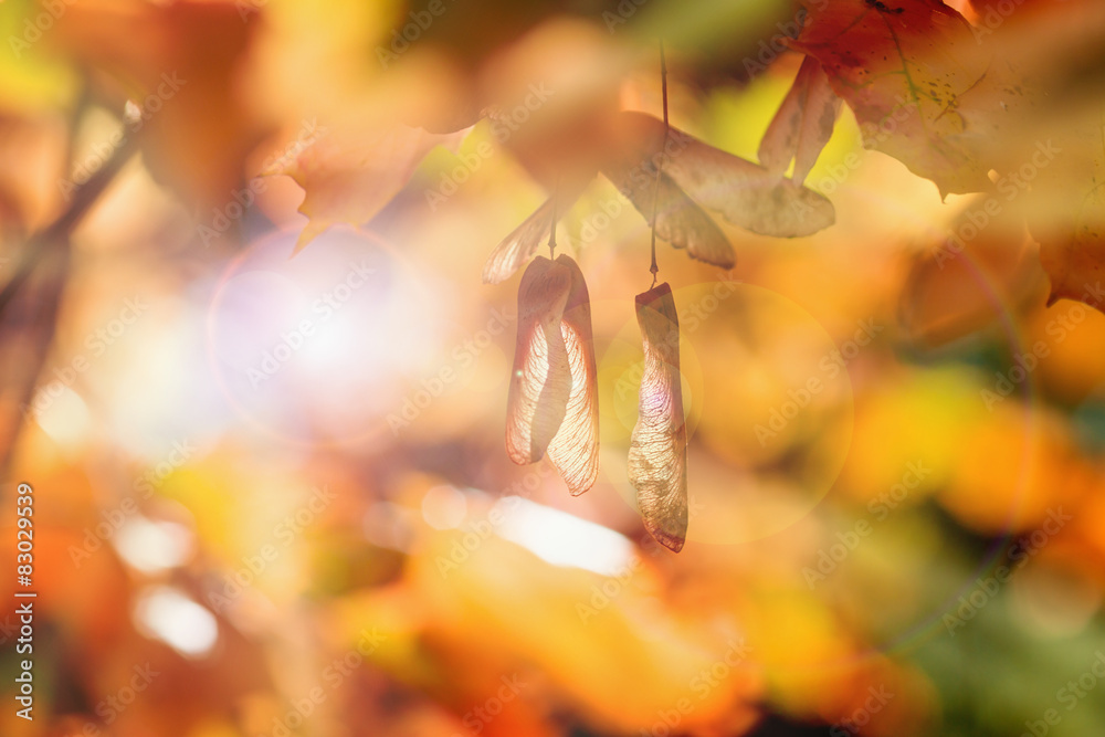 Canvas Prints autumn background selective focus