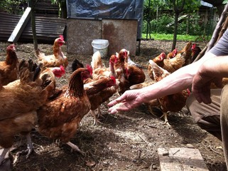 feeding chickens © tmaz80