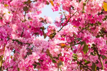 Paradise apple-tree blooming,