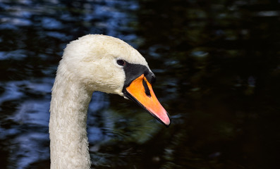 Schwan