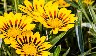 beautiful flower in garden