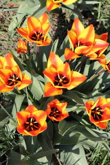 Tulpen "Fireleaf"