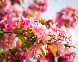 Paradise apple-tree blooming,