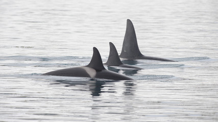 Naklejka premium Orca Family
