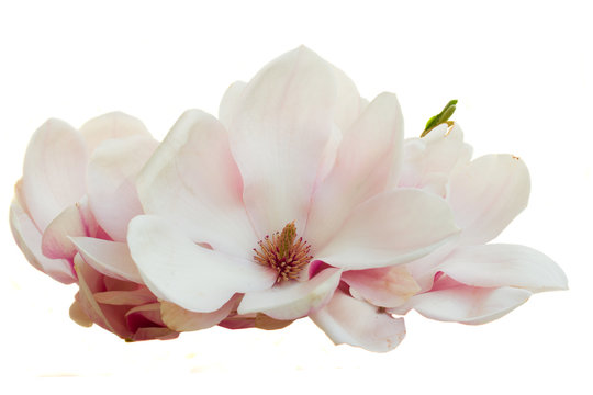 Fototapeta Blossoming pink  magnolia Flowers