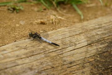 シオカラトンボ