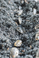 seedling of a sunflower