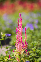 Obraz premium beautiful flower in garden