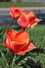 Obraz premium Rote Tulpen