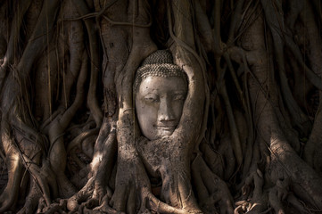 Buddha's head in tree roots