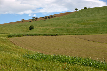 Campagna marchigiana