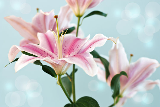 Lily photo on blurred background