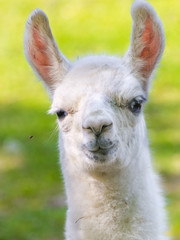 Obraz premium Llama (Lama glama) baby