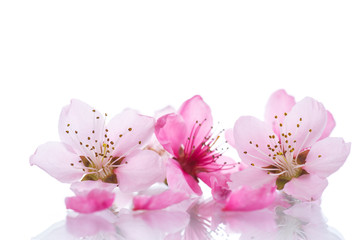 Naklejka premium Peach pink flowers