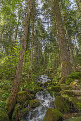 cascades en sous bois