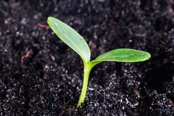  young green sprouts growing