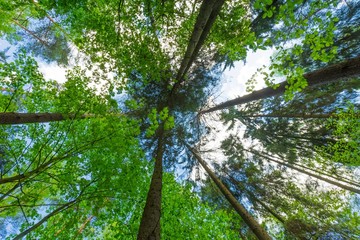 Green springtime forest, sky with tree branches