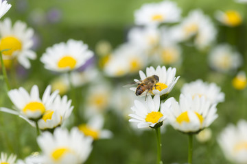 Obraz na płótnie Canvas 花とミツバチ