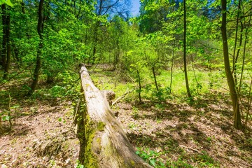 Green springtime forest