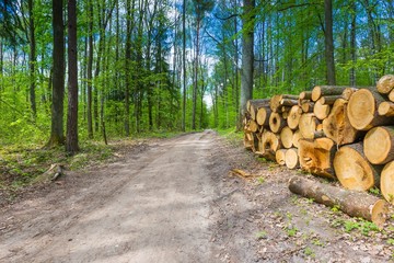 Green springtime forest