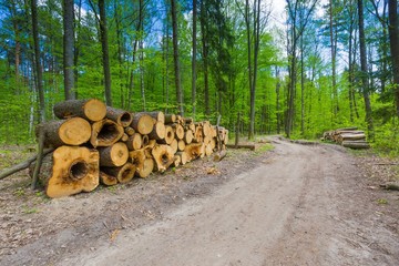 Green springtime forest