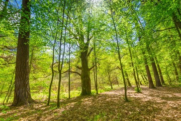 Fototapeta na wymiar Green springtime forest