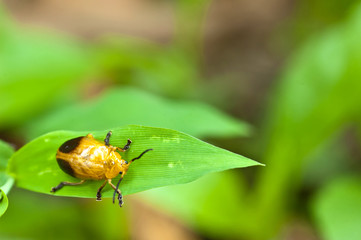 Naklejka premium bug on leaf