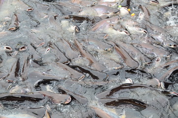 fish, pangasius,animal water feeding,food,farm