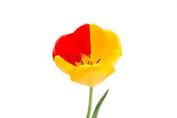 Obraz premium yellow-red tulip