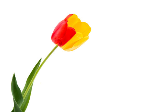 yellow-red tulip