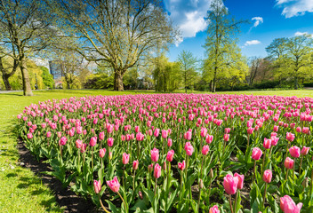 Tulips meadow in a city park