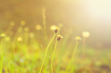 Wild flower.selective focus and shallow depth of field.