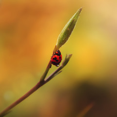 Red ladybird with dew sit on grass.