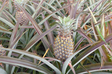 Fototapeta premium champ d'ananas, Réunion