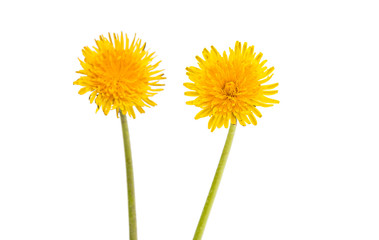 dandelion © ksena32