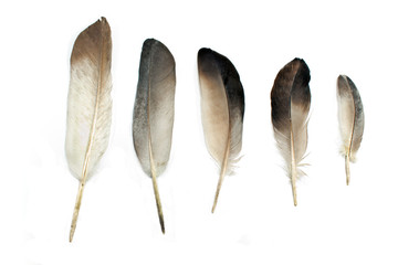 Feathers isolated on white © gavran333