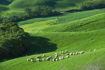 Obraz premium Tuscan sheep on a green spring field next to the wood