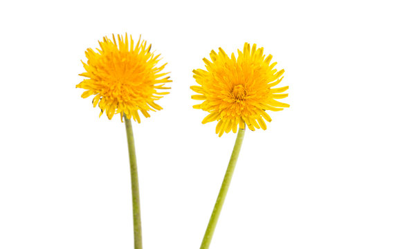 Fototapeta dandelion
