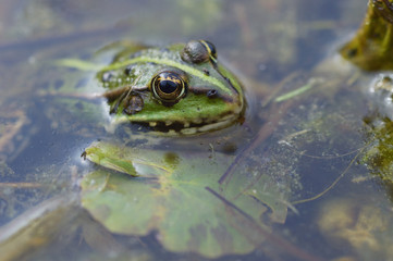 Wasserfrosch Pelophylax esculentus im Teichwasser Detail