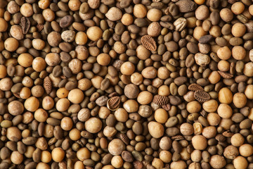 the green manure seeds