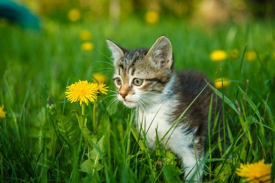 black and white kitty cat sitting in the green grass with yellow