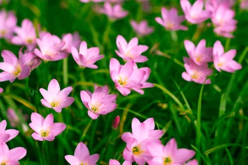Foto op Canvas Zephyranthes Lily, Rain Lily, Fairy Lily, Little Witches © pixy_nook