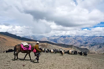 Papier Peint photo Népal Caravan of yaks in the Nepal Himalaya