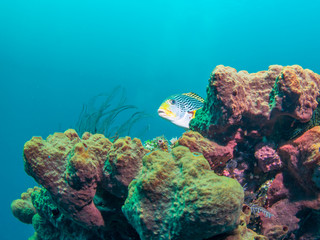 Yellowbanded Sweetlips in Bali, Indonesia