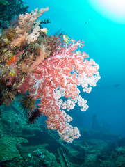 Fototapeta na wymiar Colorful soft coral and fish