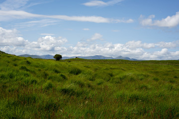 cattle and green landscape