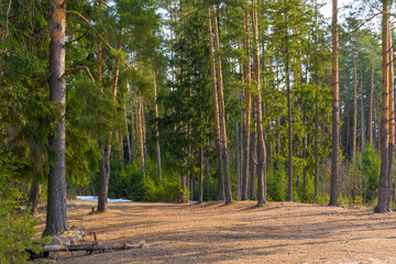 Obraz premium remnants of snow in the spring coniferous forest
